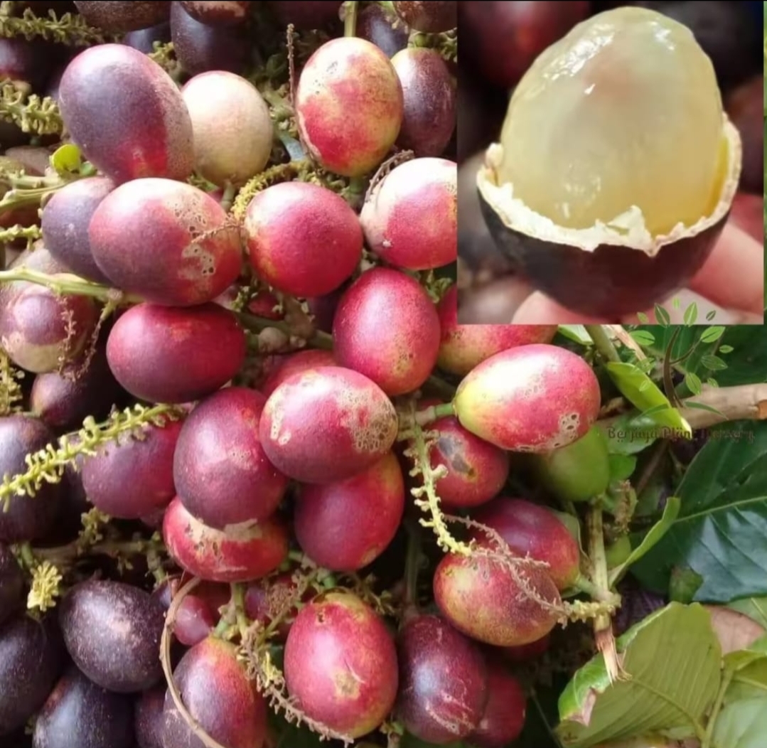 Buah Ihau: Superfood Papua yang Kaya Manfaat untuk Kesehatan