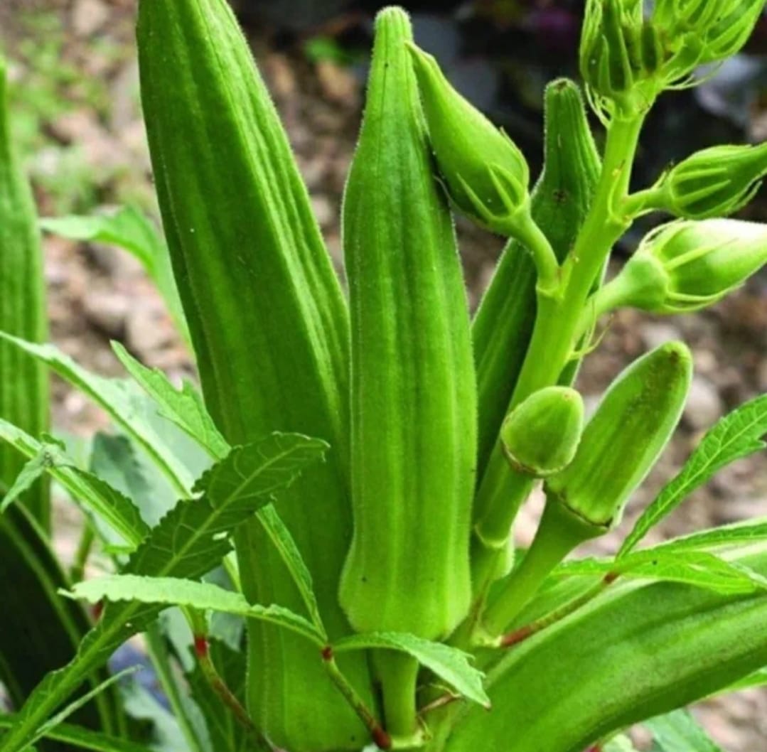 Beragam Manfaat  Konsumsi Okra Yang Jarang Diketahui 