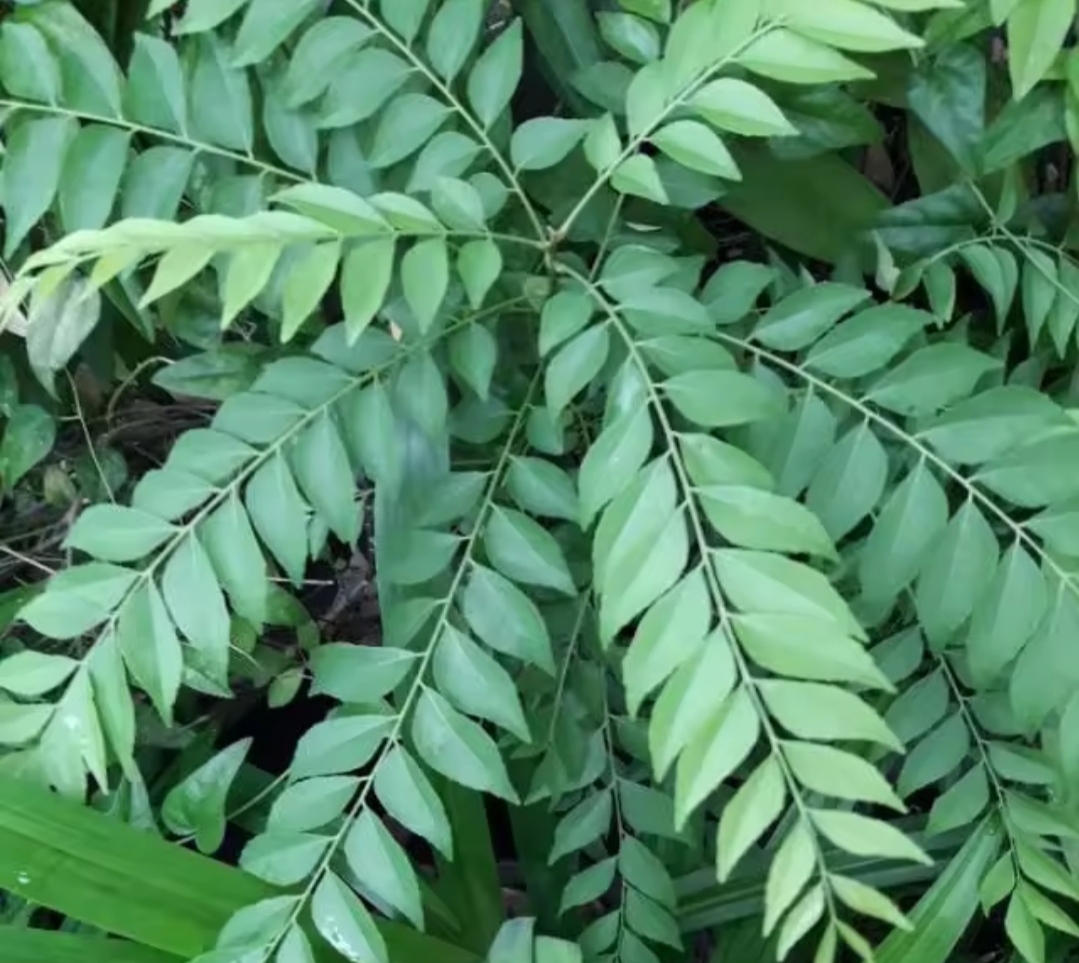 Ragam manfaat Daun Kari Selain Menyedapkan Masakan, Ternyata Khasiatnya juga Baik untuk  Kesehatan 