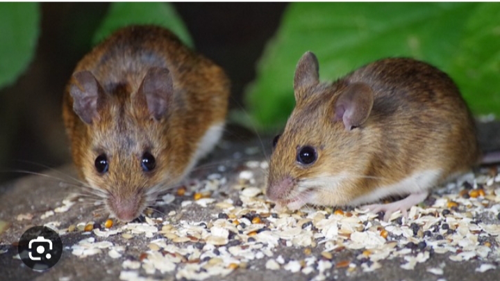 Selain Menggunakan Perangkap, Inilah 6 Cara Mengusir Tikus di Rumah Dengan Bahan Alami