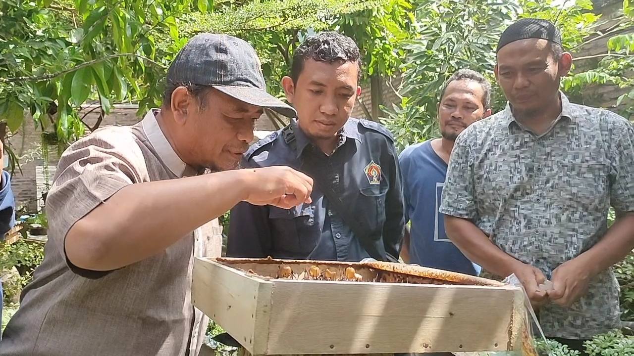 Budidaya Lebah Klanceng, Peluang Usaha Yang Menjanjikan