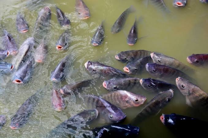 Produksi Perikanan Budidaya di Kabupaten Tanggamus Meningkat