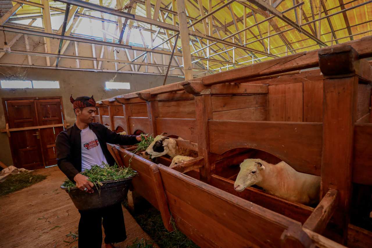 Moment Idul Adha, BRI Peduli Tingkatkan Produktivitas Peternak Domba di Desa BRILiaN Sukalaksana Garut