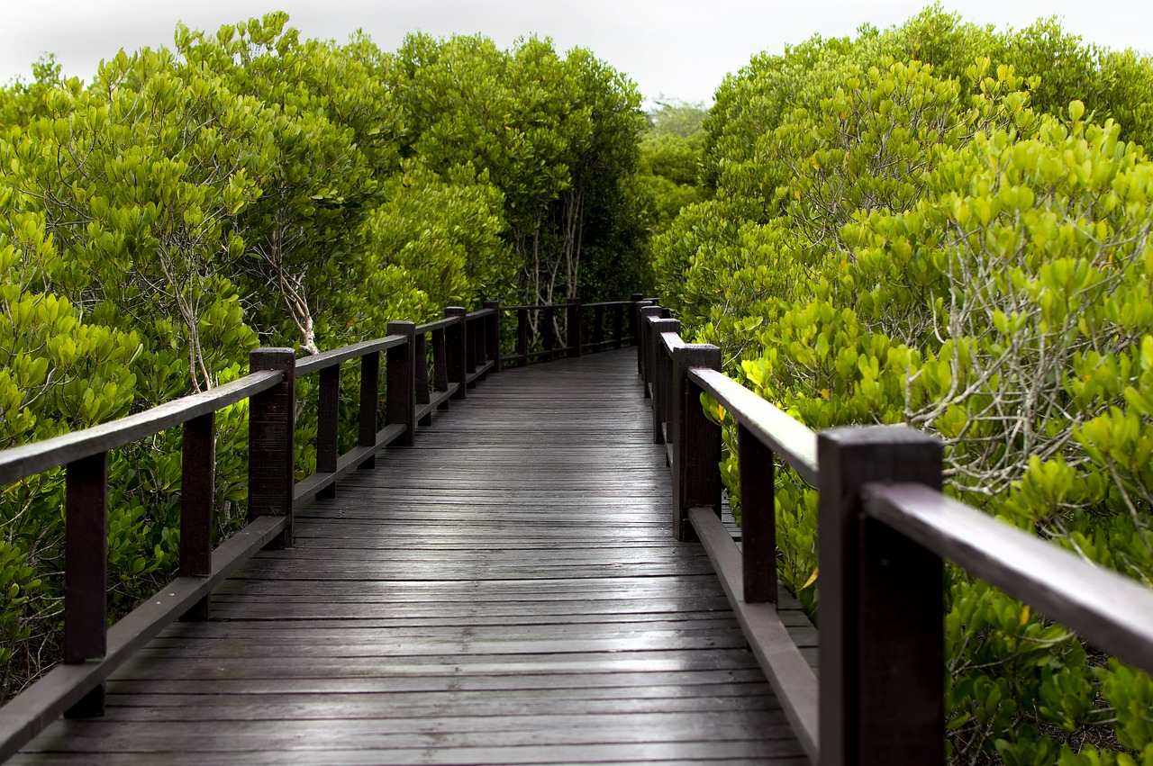 5 Wisata Hutan Mangrove di Indonesia, Salah Satunya Ada di Lampung