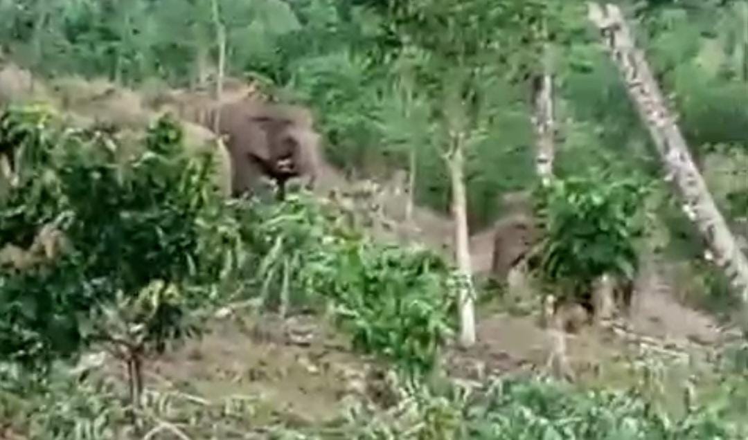 Terpisah Dari Kawanan Gajah Rusak Gubuk di Talang Karet Register 32 Tanggamus