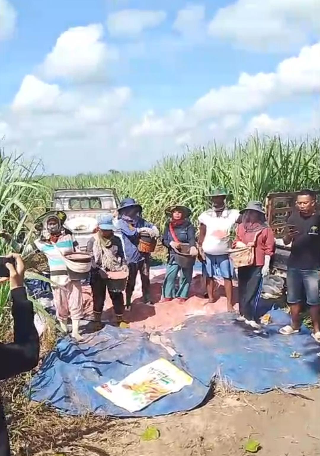 Program Perluasan Tebu Dongkrak Pendapatan Petani Lampung Utara