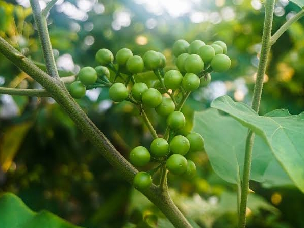 Makan Buah Cepokak Bisa Bikin Mata Sehat