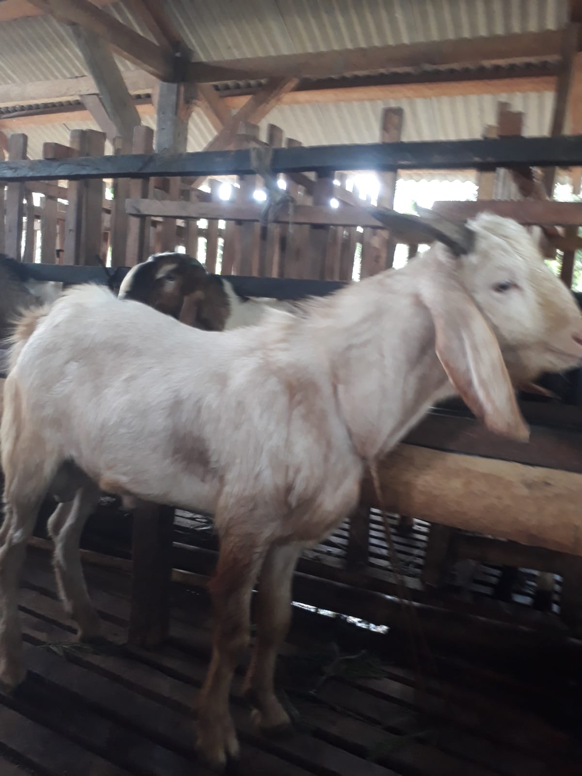 Selain Gratis Ongkir, Beli Kambing Disini Juga Gratis Perawatan Hingga Pakan Ternak. 