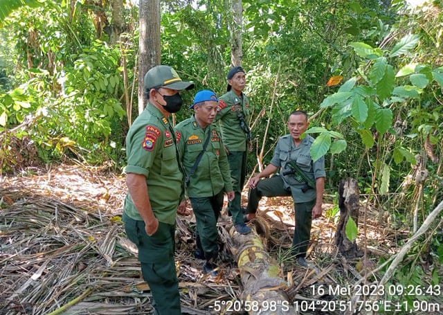 Belasan Gajah Liar Masih Berada di Blok III