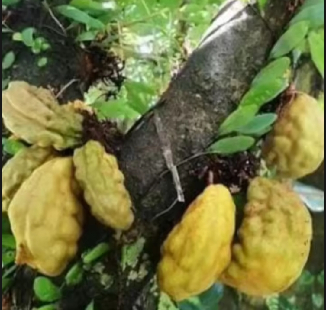 Ini 5 Khasiat Buah Namnam untuk Kesehatan Buah Berwarna Hijau Kuning Ini Memilki Ragam Manfaat