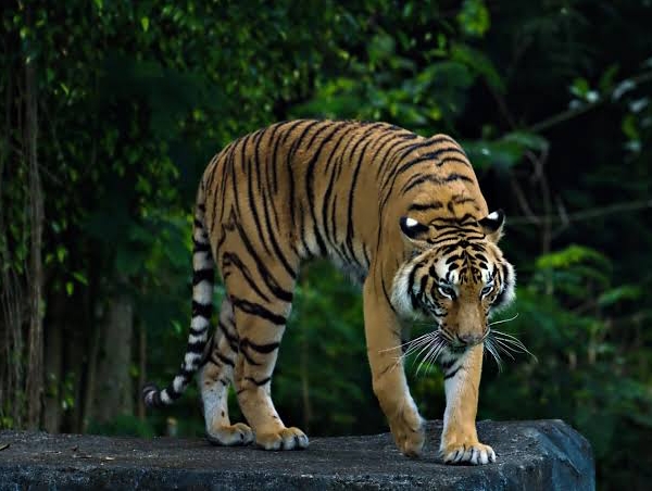 Pasca Kemunculan Harimau, Aktivitas Warga Sedayu Mulai Normal