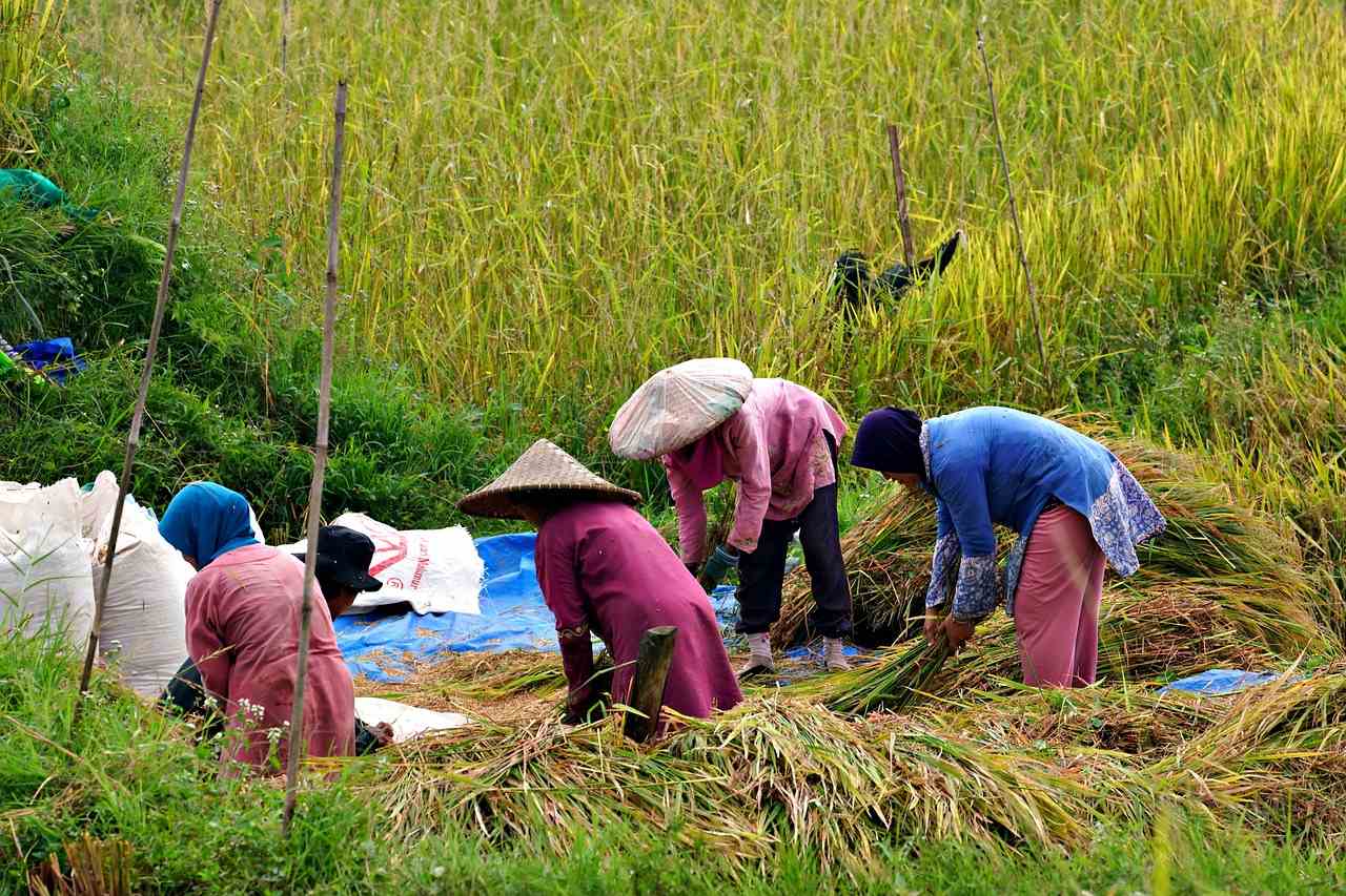 Tanggamus Tidak Termasuk, Ini 3 Daerah di Lampung Penghasil Padi Terbanyak