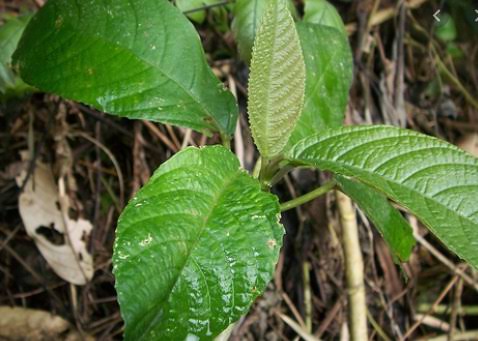 Tumbuhan Mematikan! Tersengat Daun Jelatang Kebo Terasa Panas dan Perih, 3 Hari Baru Sembuh?