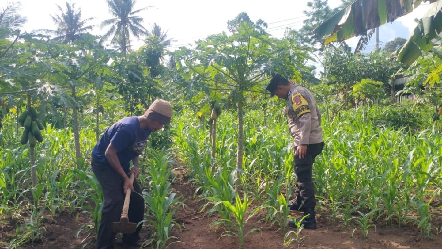 Dukung Ketahanan Pangan,Bhabinkamtibmas Polsek Talangpadang Sambangi Petani