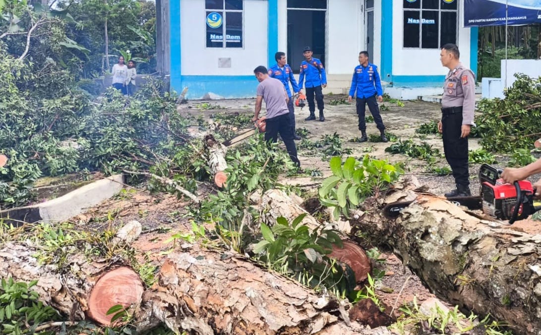 Pohon Berukuran Besar Tumbang di Jalur Dua Pemda Tanggamus 