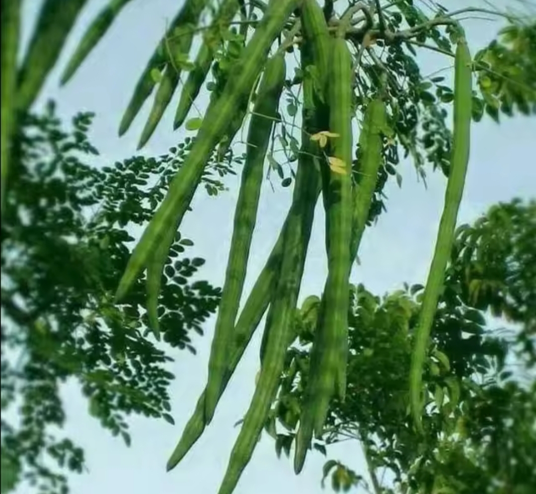 8 Manfaat Konsumsi Buah Kelor Bagi Kesehatan Tubuh.Salah satunya dapat Mencegah Kanker Usus