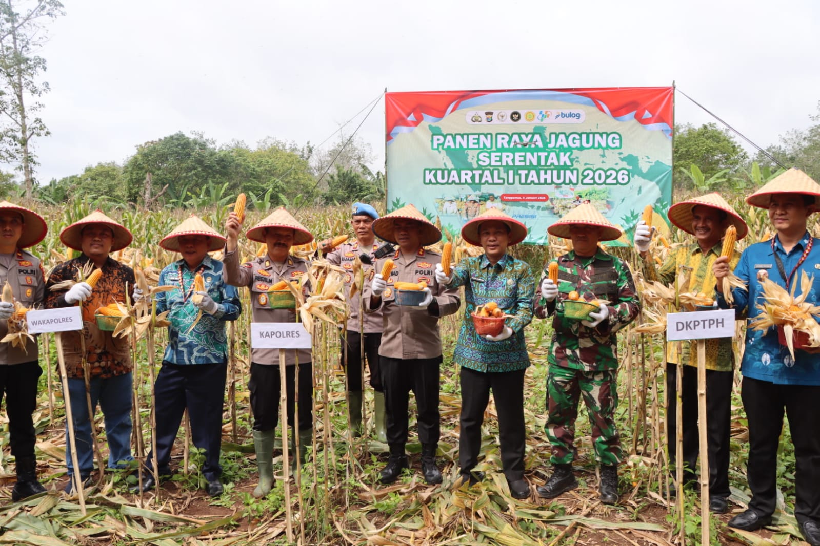 Awal Tahun 2026, Polres Tanggamus dan Pemda Panen Perdana Jagung 