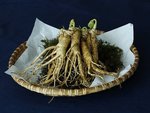 Manfaat Gingseng Jawa untuk Kesehatan, Salah Satunya untuk Melancarkan Aliran Darah