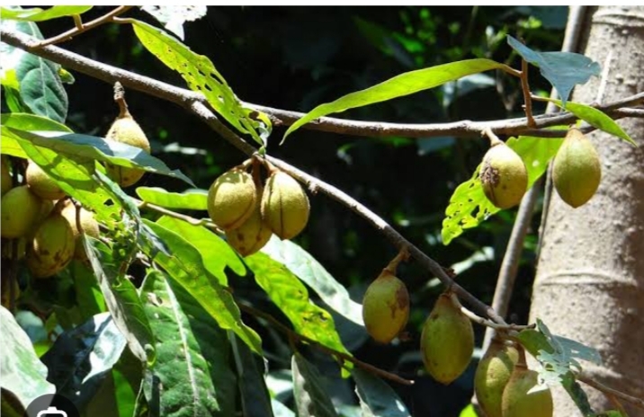 5 Manfaat Buah Pala Untuk Kesehatan, Salah Satunya Dapat Meredakan Rasa Sakit