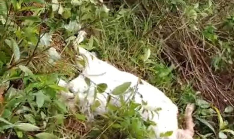 Ternak Kambing Warga di Pematangsawa Dimangsa Beruang