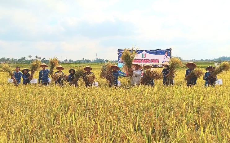 Bupati Pringsewu Panen Raya Padi di Pekon Fajaragung 