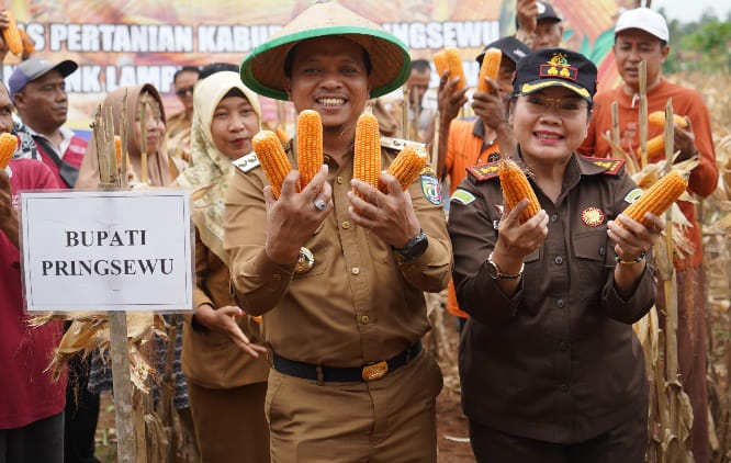 Pemkab Pringsewu Dukung Upaya Pengembangan Jagung Sebagai Komoditas Strategis 