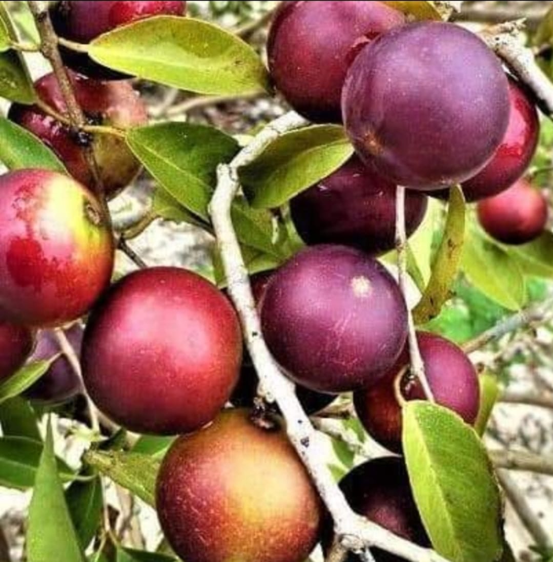 Ragam Manfaat Buah Camu- Camu- Berry untuk Kesehatan, yang Kaya akan Vitamin C