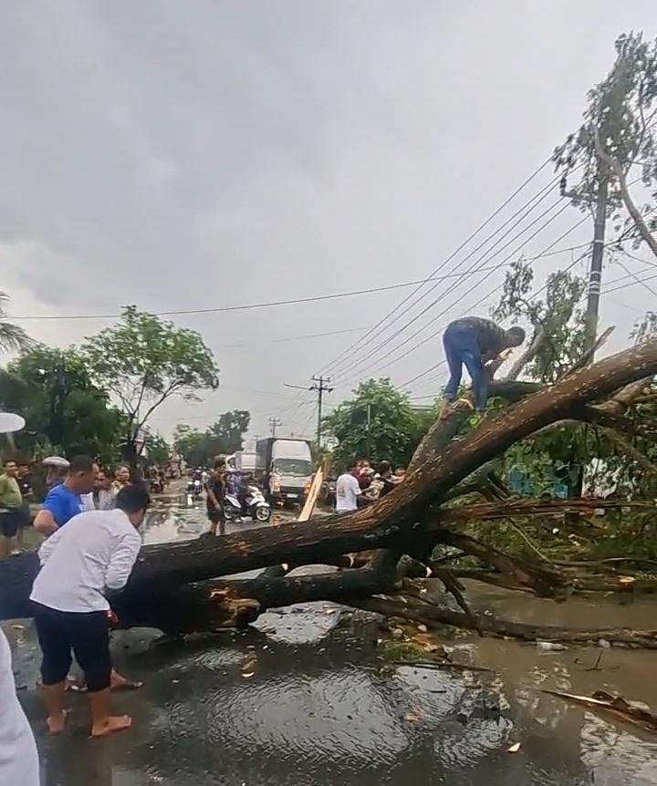 Pengendara Sepeda Motor Terluka Usai Tertimpa Pohon Tumbang di Jalinbar Pringsewu
