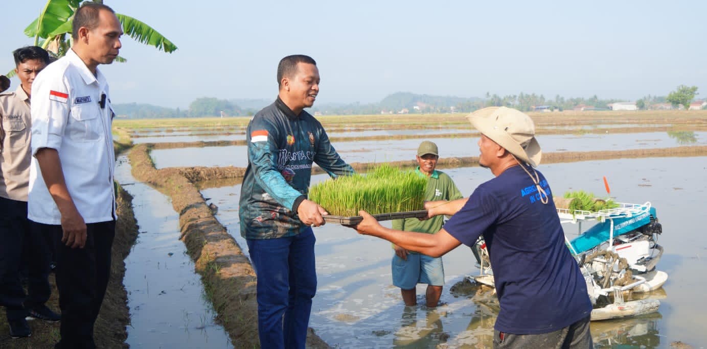 Bupati Pringsewu Tanam Padi Perdana Corporate Farming 