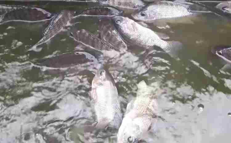 Berikut 7 Cara Menyikapi Ikan Mati Di Kolam Budidaya