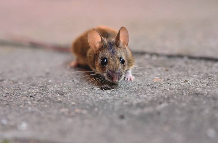 Tidak Perlu Racun Tikus, Berikut 6 Cara Mengusir Tikus Dengan Bahan Alami