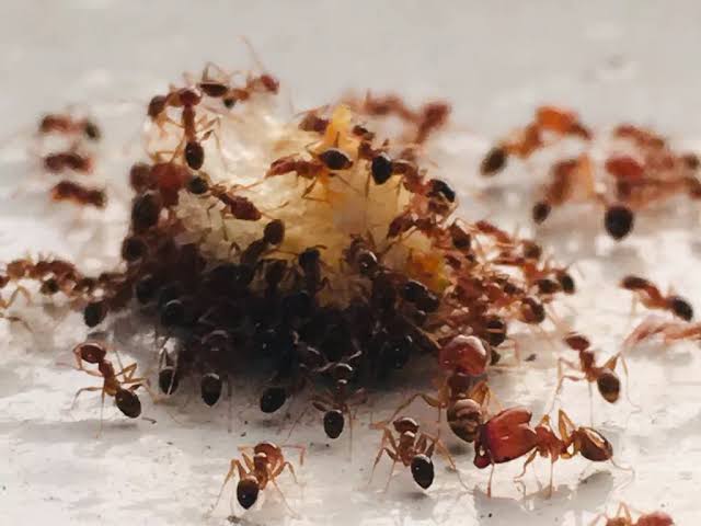 Cara Mengusir Koloni Semut tanpa Membunuhnya