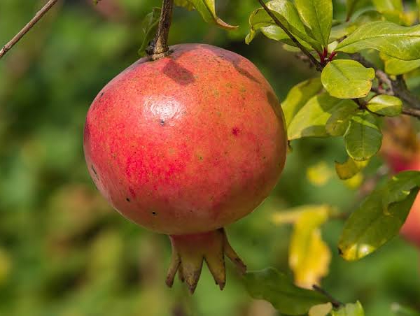 Selain Baik untuk Kesehatan Jantung, Ini 5 Manfaat Buah Delima Bagi Kesehatan