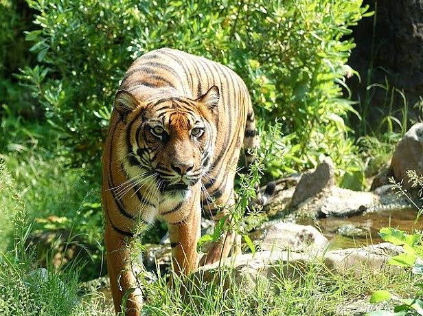 Harimau Sumatera Memangsa Kambing Ternak Warga, BKSDA Segera Turun ke Sedayu