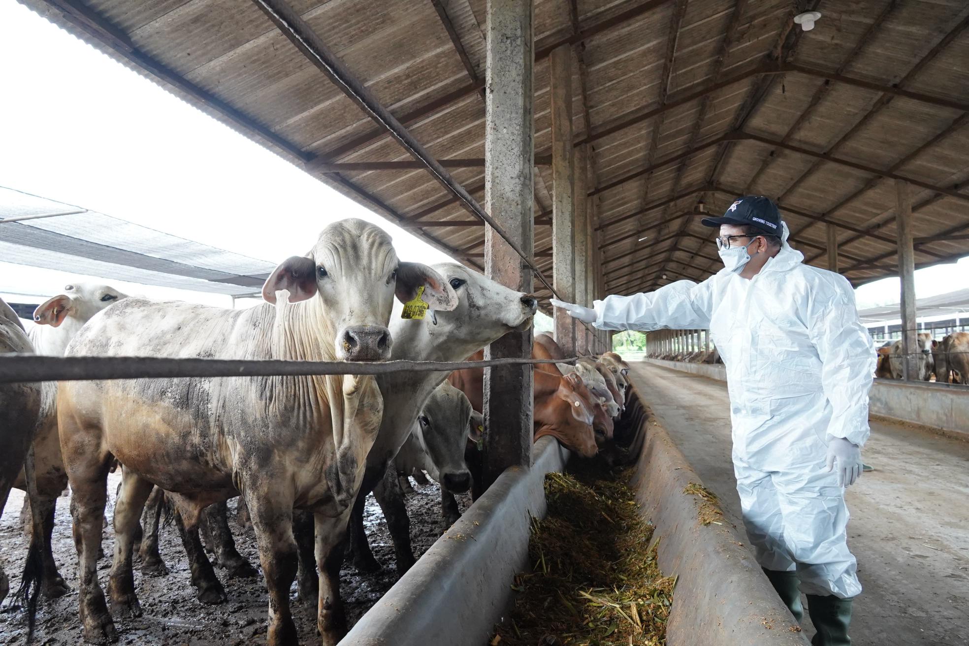 Pj Gubernur Lampung Pastikan Stok Daging Sapi Aman Menjelang Ramadhan dan Idul Fitri