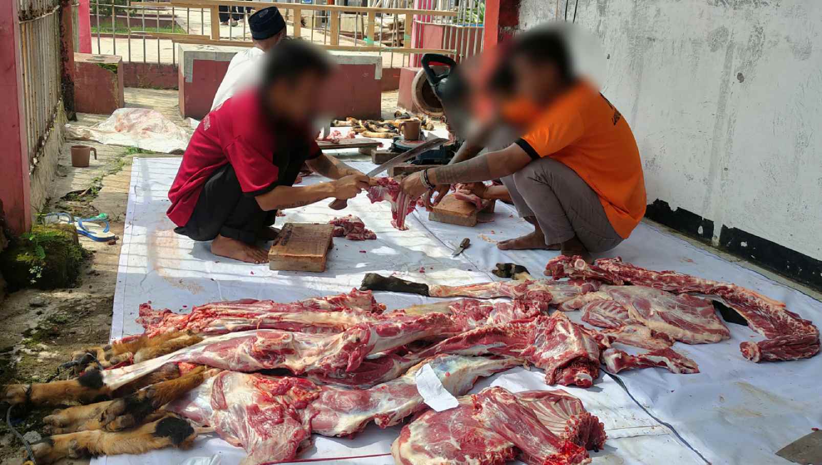 Data Disbunnak, Ada 2.373 Ekor Hewan Kurban Yang Disembelih Di Kabupaten Tanggamus