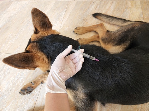 Disbunnak Tanggamus Vaksin Ratusan Hewan Peliharaan Guna Antisipasi Rabies