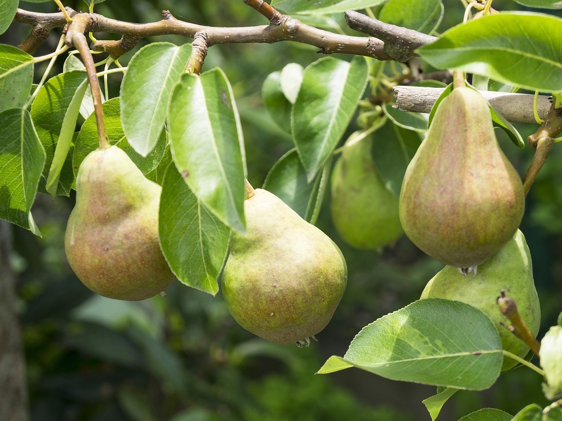 3 Manfaat Buah Pir Untuk Kesehatan