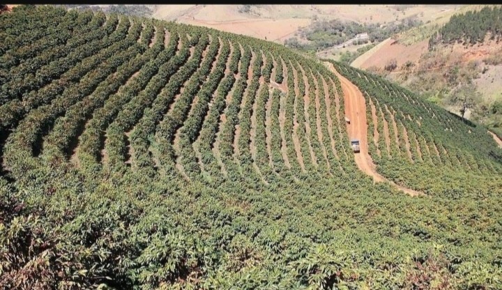 Tiga Daerah Penghasil Kopi  Terbanyak di Sumatera Selatan. No 1  Kabupaten Serasan Seandanan 