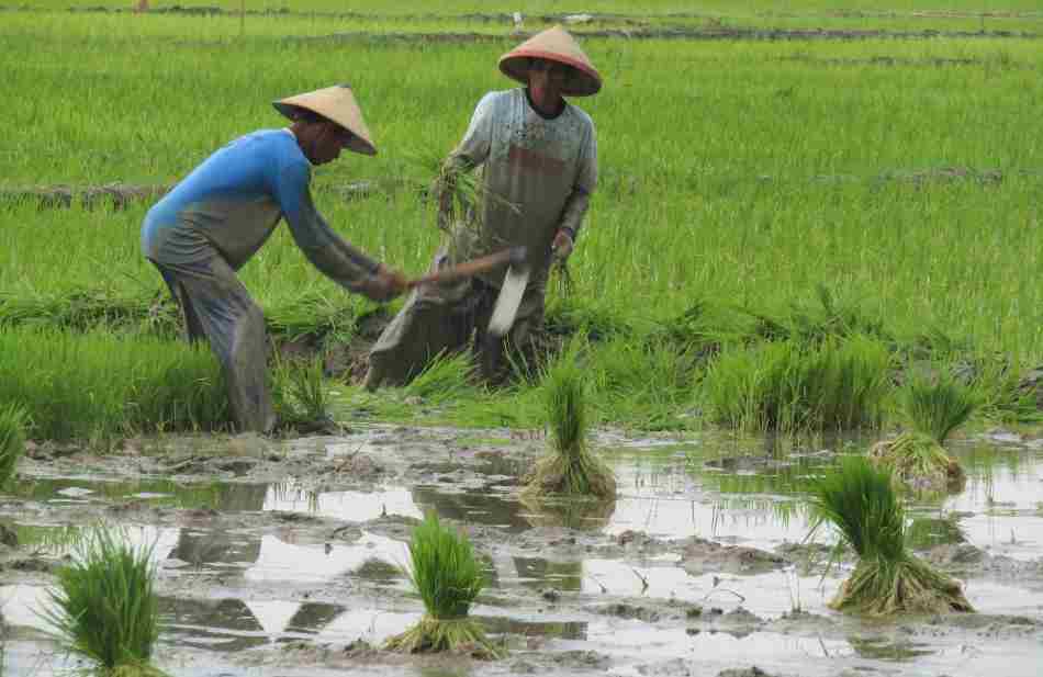 Musim Tanam Padi Di Percepat. Petani Minta Pemerintah Jamin Persedian Pupuk