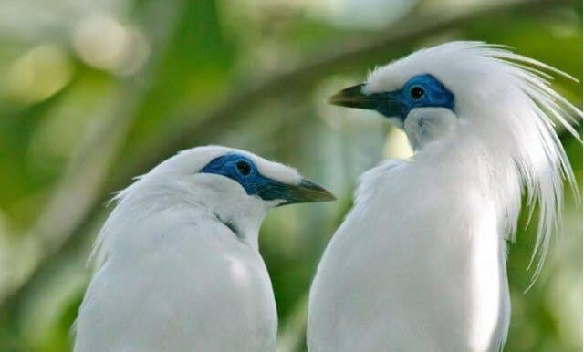 3 Burung Termahal di Indonesia, Nomor 1 Harganya Sampai 1 Miliar Rupiah