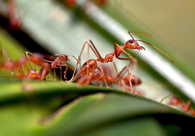 Banyak Semut Disekitar Rumah? Jangan Panik, Berikut Cara Mengusirnya