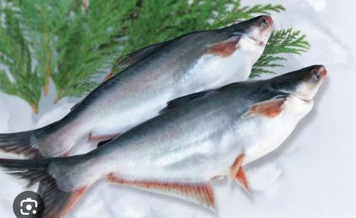 7 Manfaat Ikan Patin Untuk Kesehatan, Mulai Dari Menjaga Kesehatan Mata Hingga Daya Tahan Tubuh