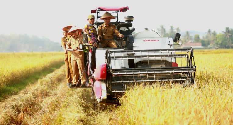 Bupati Pringsewu Panen Raya Corporate Farming, Dorong Aset Pekon Jadi Penggerak Ekonomi