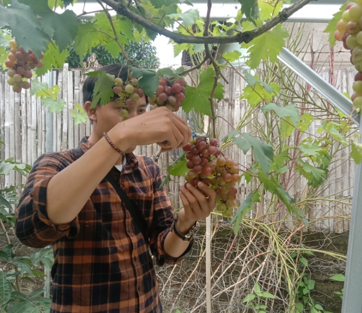 7 Manfaat Mengonsumsi Buah Anggur Untuk Kesehatan, Salah Satunya Dapat Mengurangi Gejala Alergi