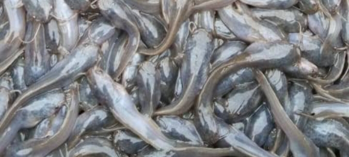Selain Baik Untuk Ibu Hamil, Berikut Manfaat Ikan Lele Untuk Kesehatan