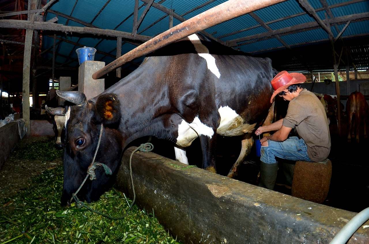 Melalui Fasilitas Pembiayaan dari BRI, Klaster Susu di Ponorogo Berhasil Tingkatkan Kapasitas Produksi