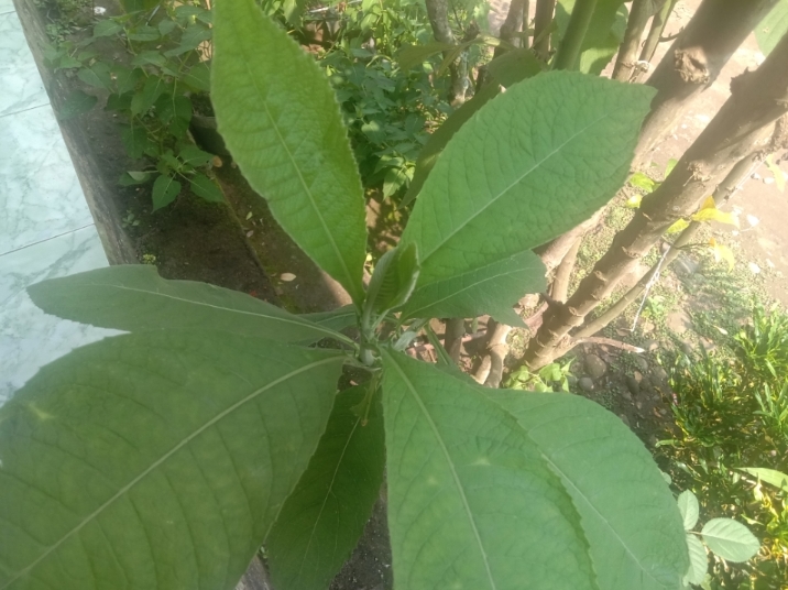 Selain Bisa Melancarkan Pembuluh Darah, Ini 5 Manfaat Daun Sembung untuk Kesehatan 