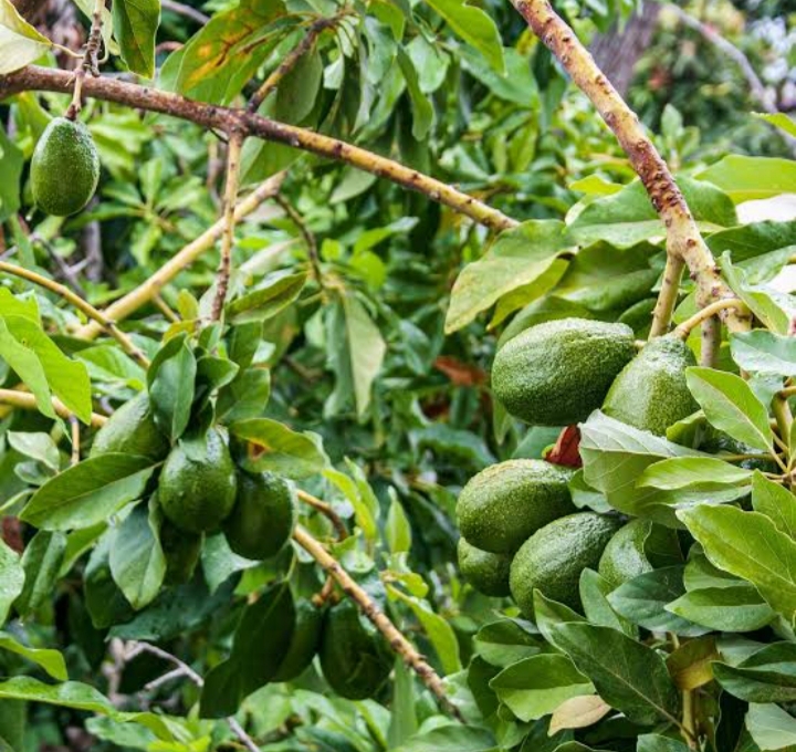 Selain Mengatasi Sembelit, Ini 7 Manfaat Buah Alpukat Untuk Kesehatan Tubuh