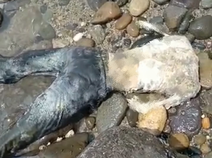 Geger, Ditemukan Mayat Pria Tanpa Kepala di Pantai Telukbrak Pematangsawa